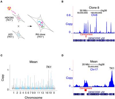 Cost-Effective Mapping of Genetic Interactions in Mammalian Cells